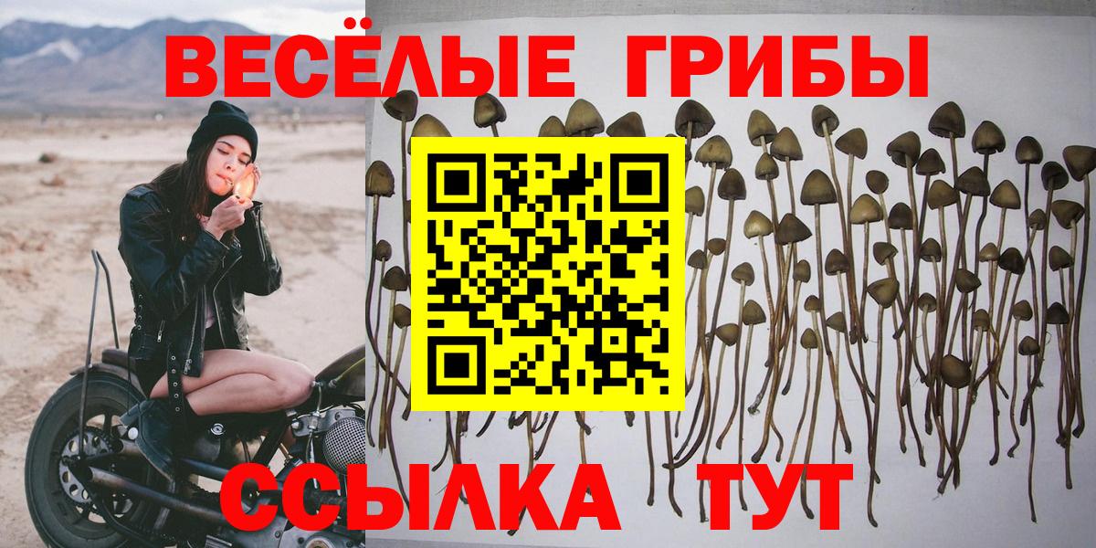 Псилоцибиновые грибы Psilocybe Омск